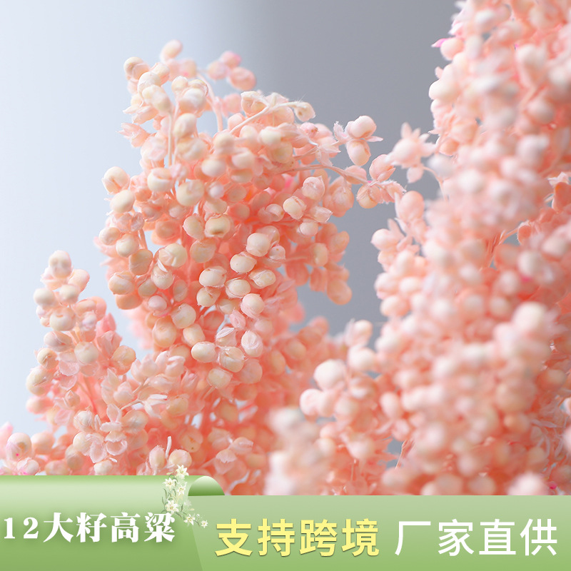 大籽高梁带籽高粱干花diy材料包摆件拍照道具真永生花束干花批发