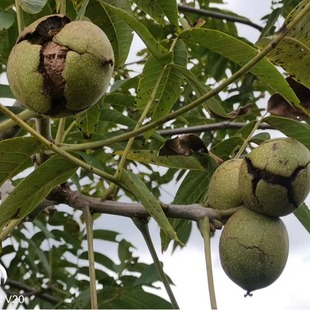 2024��؛��ϴ������ݺ���һ����Y���b�ɹ����eʳƷ��Ѭζ����