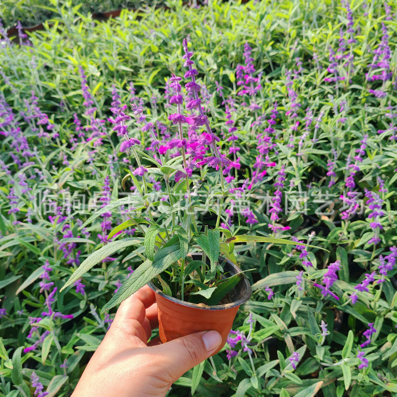 墨西哥鼠尾草盆栽杯苗  宿根苗木工程绿化花圃花海造景栽植鼠尾草