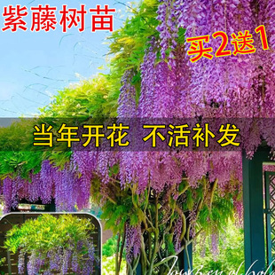 ���ٻ���������ֲ��໨�����}�����̨����ͥԺ�Ϙ��ͺ��༾�_��