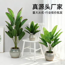 �羳����Gֲ���˽�ɢβ�����Դ��b߼��з�����ֲ�����l�پGֲ