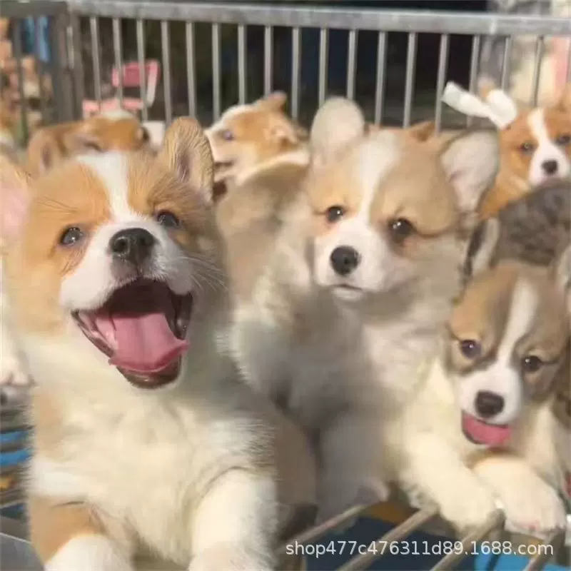 纯种柯基幼犬中华田园犬双色柯基三色柯基小短腿柯基幼犬家养犬出