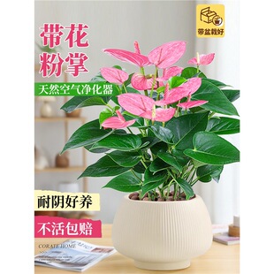 ����������Ԏ����҃ȿ͏dˮ��ֲ����B��t�ƻ��ܾGֲ���\���^