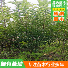 ����ֱ�l�ϱ����Nֲ���Ә������ͥԺ�������ļ������𾧎���