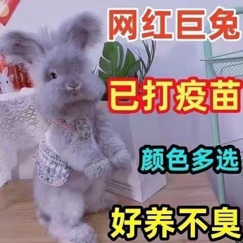 崽活物安哥拉活体巨兔白色安哥拉大型英系德系兔幼网红兔子宠物