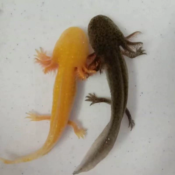 ✿Golden Dragon+Primary Color Dragon✿