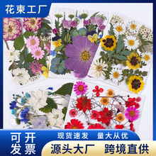 干花压花diy押花材料包滴胶干树叶真花混装干花花材植物标本合集