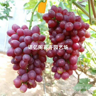 ��Ʒ�N�ڊW������������˼޽�����o�����ј������Ե��Ԙ�����