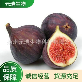 植物提取物;工业植物提取;植物香料