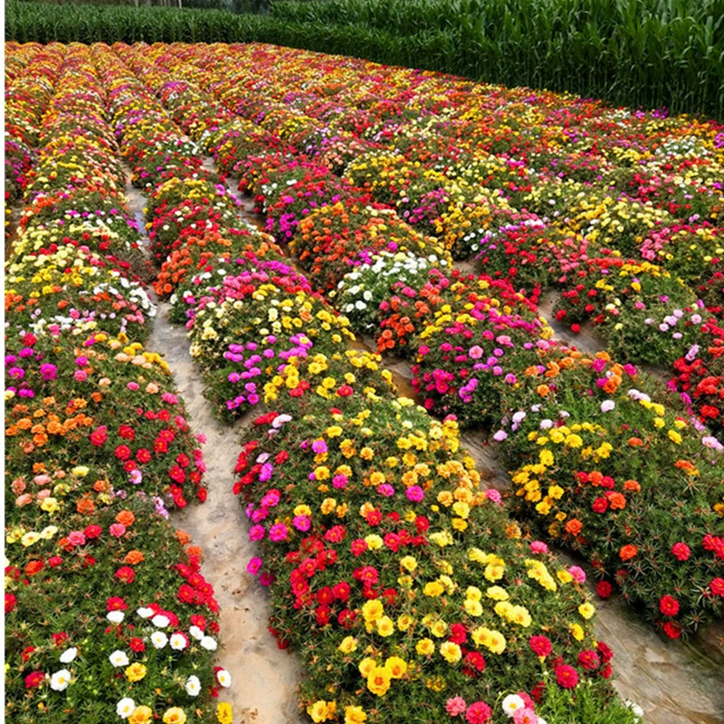 Семян подсолнечника Цветок Гесанг Маленькая ромашка Дянтус Двойной Подсолнечник Легко жить Семена цветов Посев и цветение в четыре сезона