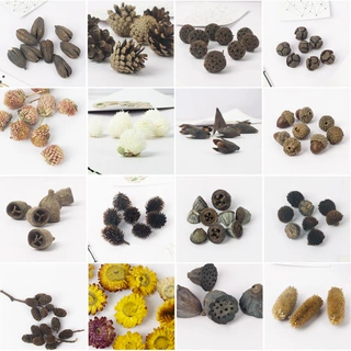 干花橡果松果棉花莲蓬diy手工树枝教学幼儿园拍摄动手植物材料