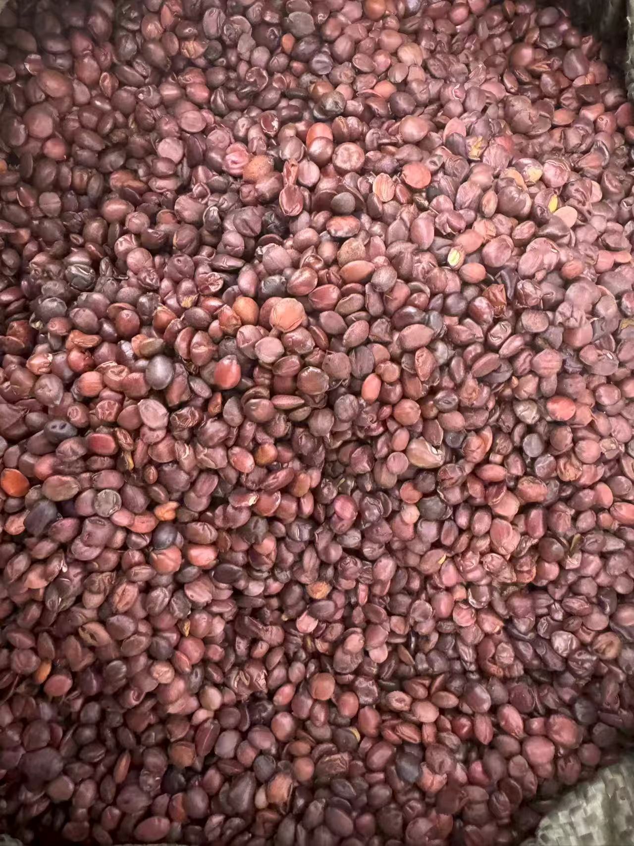 Dried Sour Jujube Seeds Suan Zao Ren Bulk 1000g Food Grade Herbal Ingredient specifications