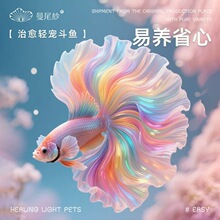 曼尾纱泰国斗鱼观赏活鱼小型鱼缸公母繁殖金鱼自来水好养宠物淡水