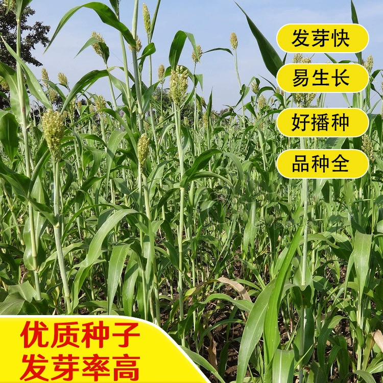 Семена сладкого сорго, семена сладкого сорго, кормовые семена сладкого сорго, семена трав для крупного рогатого скота, овец и рыбы северных и южных типов.