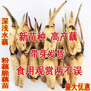 ź��ɏ�Nʳ���^�p�۴�źɏź����ɻ��Nź��\ˮ����ˮ�B��Ͱˮ��