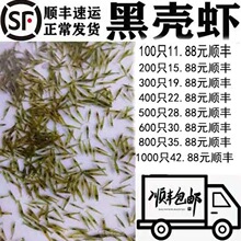 黑壳虾草缸清洁虾乌龟龙鱼饲料除藻虾观赏虾工具虾草虾活体虾米虾