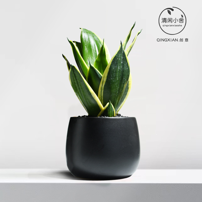 planta verde de orquídea de tigre, planta de aire purificado interior, orquídea de tigre, resistencia a la sombra, buena conservación de orquídea holandesa, planta de mesa en maceta