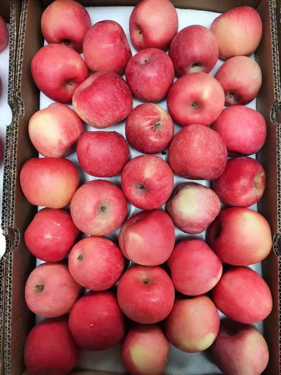 大量供应出口新鲜水果 富士苹果 红星苹果  鸭梨 皇冠梨