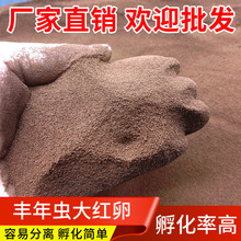 丰年虾丰年虫卵西藏大红卵加州鲈鱼鱼苗开口斑马鱼小型热带鱼批发