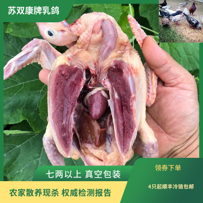 Su Shuangkang Brand Farmhouse 7-8 голубей голуби нежные голубые голубы