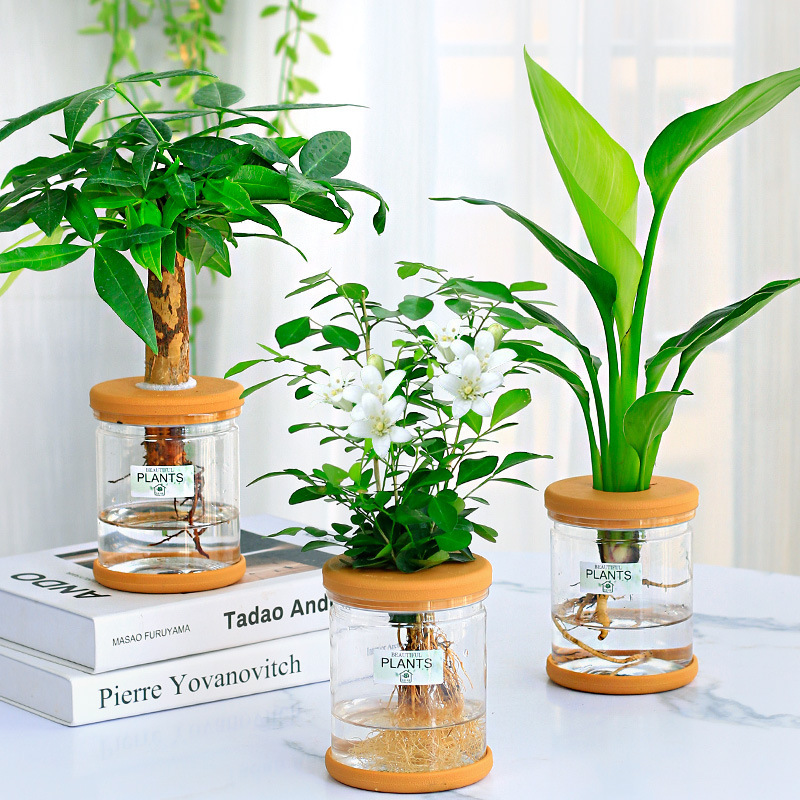 グリーンラタン水耕栽培ホルムアルデヒド除去鉢植え金のなる木ミント富竹屋内花緑植物オフィスグリーンラタン|undefined