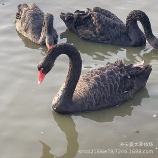 �����Zɢ�B���w�߆� �����Z�ж��؉��������� �����^�p�����Z���w