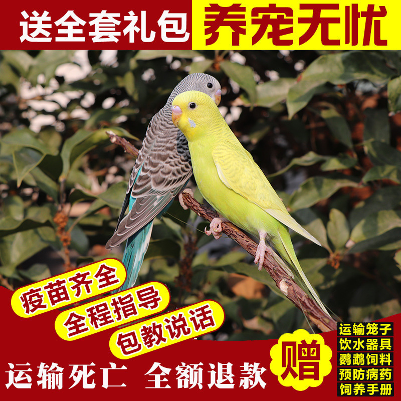 生きたオウム、生きた鳥、セキセイインコ、話す鳥、ペットの鳥、雲の斑点、小さな飼い慣らされたオカメインコ、生きた鳥|undefined