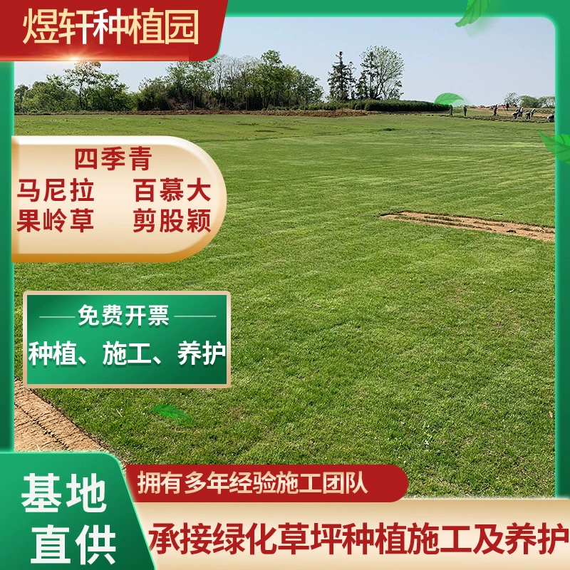 Газон Оптовая продажа с грязным ковром Настоящая газон Вилла Газон Сад Муниципальное зелень Бермудские острова Газон