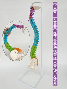 Human spine model one-to-one adult bone setting practice spine model cervical spine lumbar spine human bone model skeleton