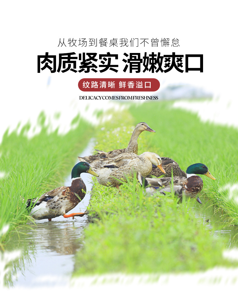 鸭肉方砖_05.jpg