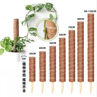 龟背竹支撑杆绿箩攀爬柱椰棕棒绿萝固定植物爬藤棕榈柱防倒伏支架