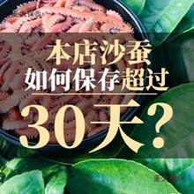 活沙蚕 红青虫鲈鱼饵 海蚂蝗海蜈蚣海钓鱼饵料海沙蚕活饵顺麦太保