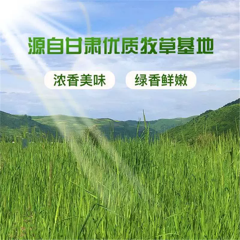 24-летняя премиальная сена Тимоти для шиншилл, морских свинок и кавиев, сушеная на солнце трава для жевания и кормления.