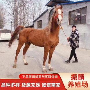 �������U�T���R ���Ȱ�Ѫ�R�ļ�߶��� �Rƥ�����B