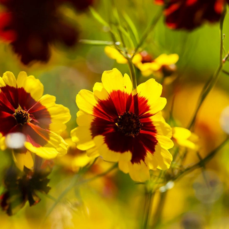 Оптовая Змеиный глаз хризантемы семена Снежная Хризантема оптом Четыре сезона посев легко вырастить легко выжить весна лето трава цветы почтовые