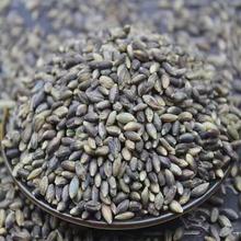 当季新货青稞大量米批发白蓝黑青稞仁五谷杂粮青稞酒原料一件代发