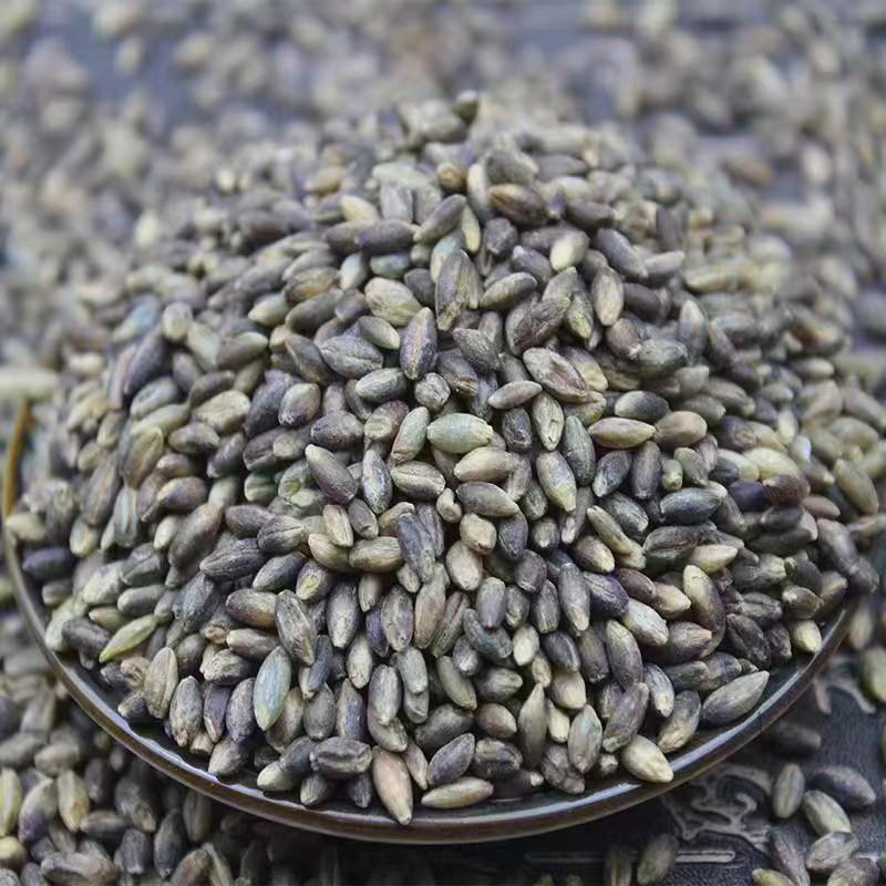 In the season, a large number of new highland barley rice wholesale white blue black highland barley kernel grain highland barley wine raw materials a generation of hair
