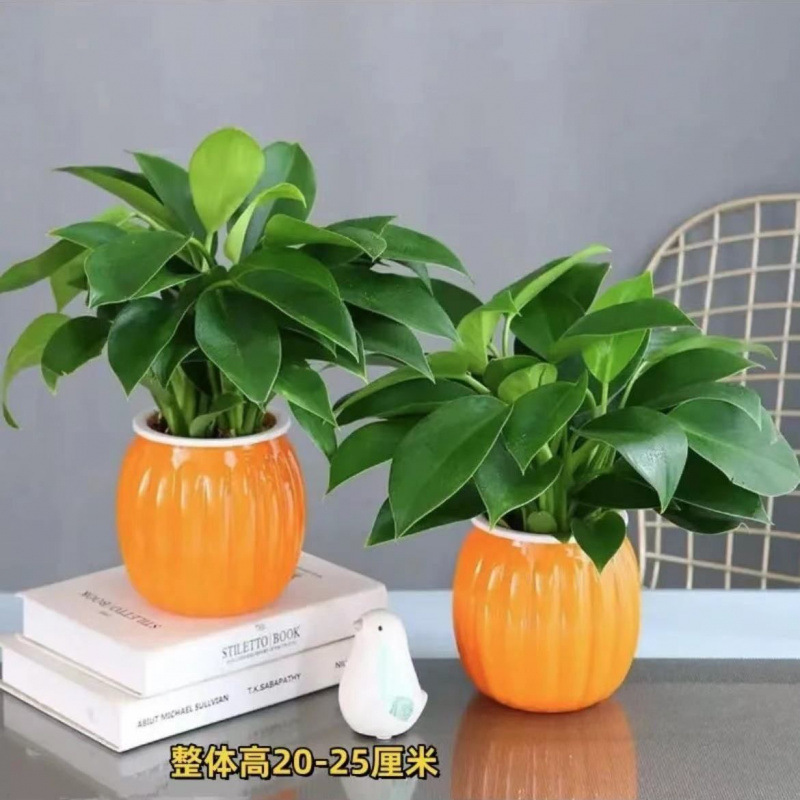 핫 세일: [1개 구매 시 1개 무료] 주황색 호박 냄비 2개 + 마약왕 2개