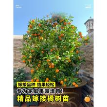 ���Ә����Թ���ɳ�ǽ��Ә���ɰ���ٳ��ӽ���ϱ����Nֲˮ�������