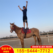 哪里有卖大马的多少钱一只骑乘马品种阿拉伯马伊犁马骑乘马