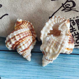 扭法螺 天然海螺贝壳厂家批发水族鱼缸装饰幼教标本DIY大自然海螺