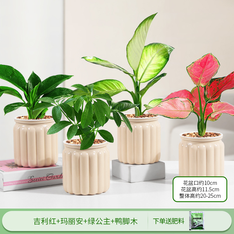 지리 레드 + 마리안 + 그린 프린세스 + 오리발 우드