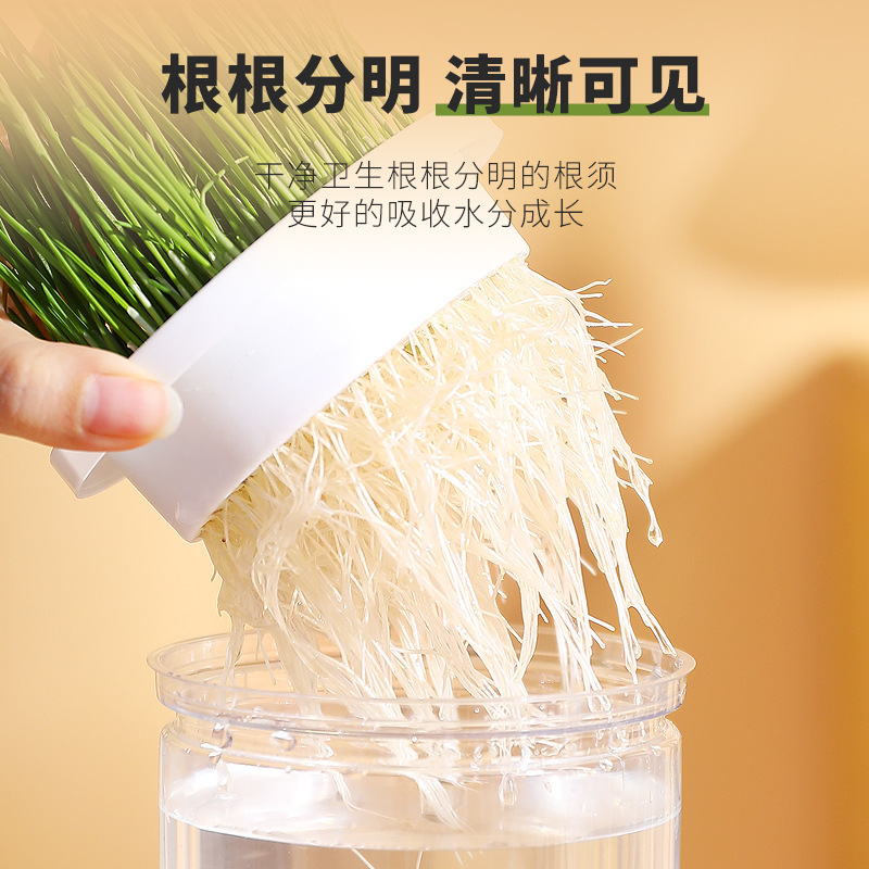 Taza de hierba para gatos perezosos al por mayor de fábrica, caja de hierba para gatos en macetas hidropónicas sin suelo, semillas de trigo, bolas de pelo, bocadillos para gatos