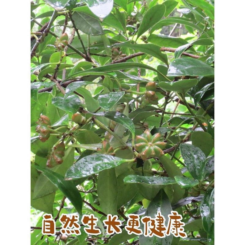 広西八角形大物ウイキョウ1000g純香葉桂皮サンショウ青麻椒唐辛子乾燥品商用|undefined