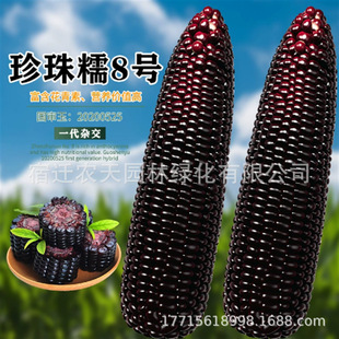 ����Ŵ���׷N�����ں�����ճ����85���Ŵ�׳���ŴƤ������߮a