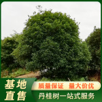 基地直售浦城金桂桂花树地径21-24公分半球形金桂桂花树风景树