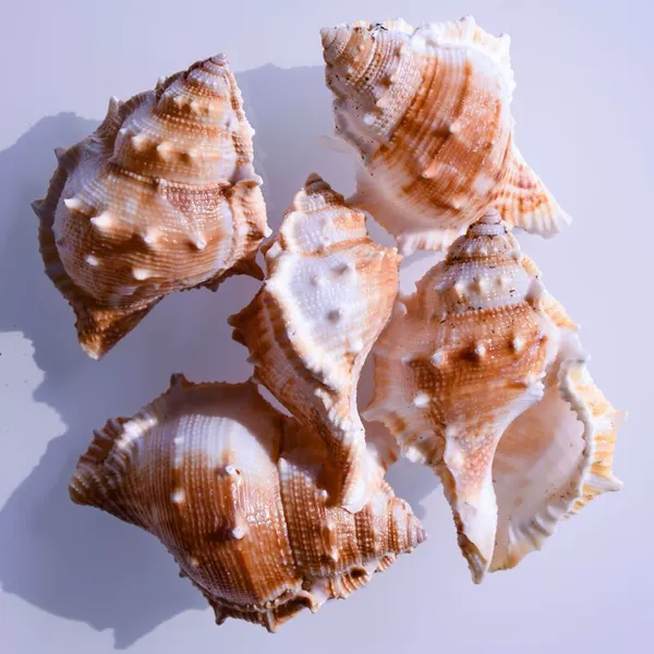 4 red silicon snails 5-7 cm