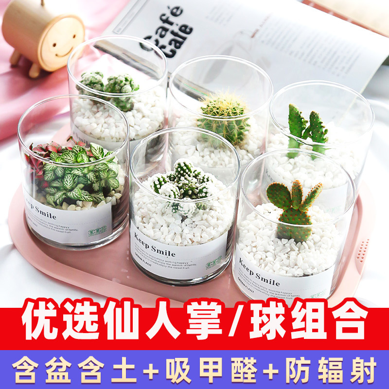 仙人球仙人掌盆栽植物开花多肉室内防辐射办公室绿植花卉