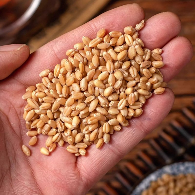 Huai Wheat Grain 500g Dried Fu Xiao Mai Traditional Chinese Herb for Decoction and Culinary Use quality and texture
