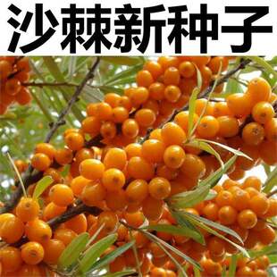 �²ɴ��ɳ���N�Ӵ������tɳ����N���ļ��׷N�̨����ˮ���N��